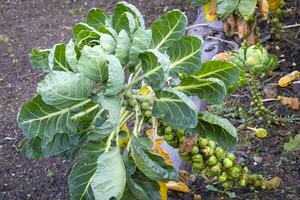 this photos shows vegetable an plants in a farmers village in Germany