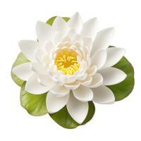 AI generated Water lily clip art png