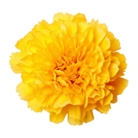 AI generated Yellow marigold flower clip art png