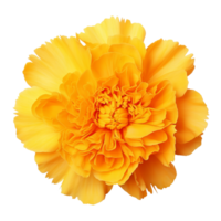 AI generated Yellow marigold flower clip art png