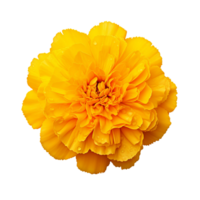AI generated Yellow marigold flower clip art png