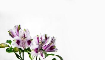 Bouquet of purple, alstroemeria on a white background. Selective focus, copy space for your text. photo