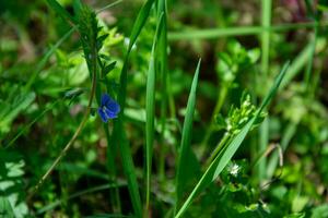 Blue geranium and white wild flower on a green blurred background. A serene and calm forest with spring flowers and a dreamy bokeh background. photo