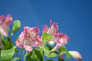 Pink Peruvian lily flowers out of focus on a blue background. photo