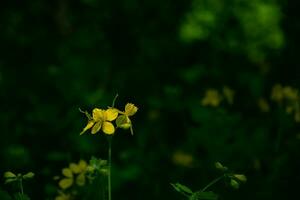 Bright yellow celandine on dark green bokeh background. Chelidonium majus. photo