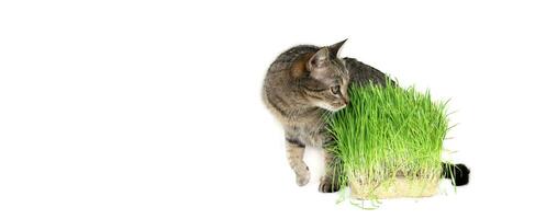 gato oliendo un verde césped en blanco antecedentes. gato césped, mascota césped. foto