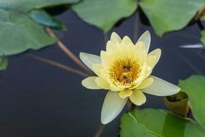A yellow lotus blooming on water surface with bee pollinating. photo