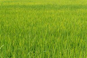 a green rice field in thailand. photo