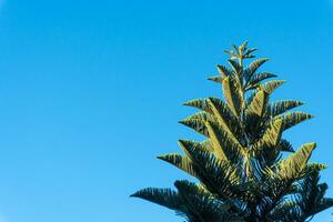 Norfolk Island pine on clear gradient blue background. photo