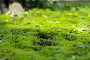 A macro shot of carpet green moss on a beautiful sunny day. photo