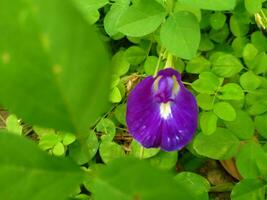 the shape of a butterfly pea flower when seen very closely photo