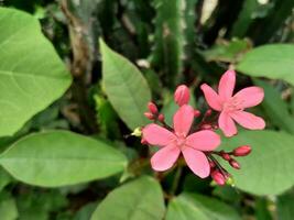 The peregrina flower is still related to the euphorbia flower photo