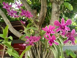 Purple orchids hang on the mango tree in the yard. photo