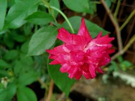 rosas tener un rosado color y hermosa pétalo forma foto