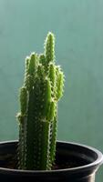 Cactus tree in pot. photo