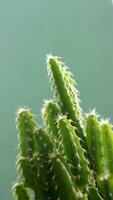 Cactus tree in pot. photo