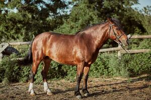 Handsome horse in the paddock. Farm. Ranch. photo