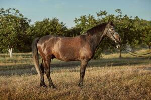 Portrait of bay horse in summer on the field photo