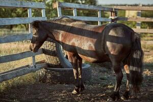 Handsome horse in the paddock. Farm. Ranch. photo