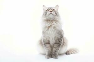 AI generated Beautiful cat isolated on white background , Ai generative photo