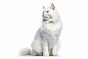 AI generated Portrait of handsome young cat isolated on white background, Ai generative photo