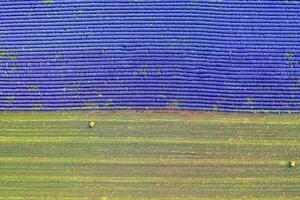 Aerial view of lavender and harvested field with bales. Top view photo