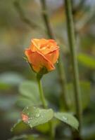 The beautiful young wild rose with dew on blurred background photo