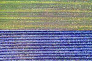 Aerial view of lavender and harvested field. Top view photo