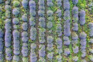 Aerial view from a drone to a lavender field.Top view.. photo