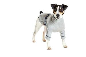 Fox terrier posing in studio on white background. isolated photo
