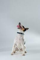 Fox terrier posing in studio on grey background. photo