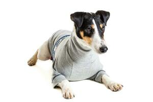 Fox terrier posing in studio on white background. isolated photo