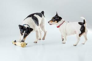 Fox terrier and Jack Russell playing in studio on grey background. photo