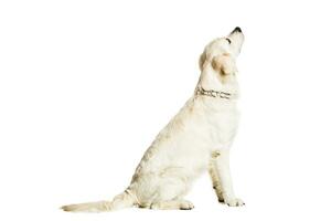 Labrador perdiguero en un blanco antecedentes foto