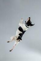 Fox terrier posing in studio on grey background. photo