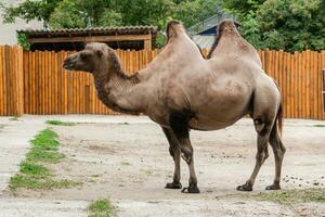 bactriano camellos con marrón pelo en el zoo foto