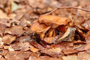beautiful mushrooms under yellow, orange forest leaves photo