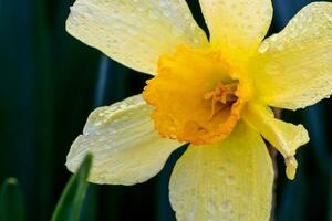 beautiful summer Trumpet daffodils photo