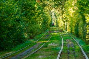 Tram and tram rails in colorful forest photo