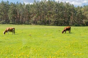 un verde claro en cuales a pacer vacas foto