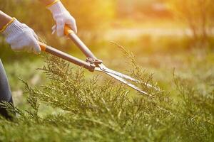 Hands of gardener in white gloves are trimming the overgrown green shrub using hedge shears on sunny backyard. Worker landscaping garden. Close up photo