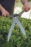 Bare hands of unknown gardener are trimming green bush using sharp hedge shears on his backyard. Worker clipping hedge in summer sunny day. Close up photo