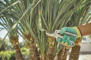 Hand of unrecognizable person in colorful glove is trimming green yucca or small palm tree with pruning shears on sunny courtyard. Close up photo