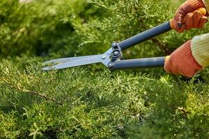 Hands of gardener in orange gloves are trimming the overgrown green shrub using hedge shears on sunny backyard. Worker landscaping garden. Close up photo