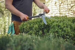 Guy with bare hands is trimming a green shrub using sharp hedge shears in his garden. Worker is clipping hedge in summer sunny day. Close up photo