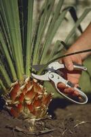 Bare hand of unknown man is cutting green yucca or small palm tree with pruning shears in sunny garden. Worker is landscaping backyard. Close up photo