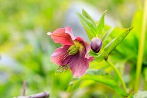 beautiful glade Hellebore photo