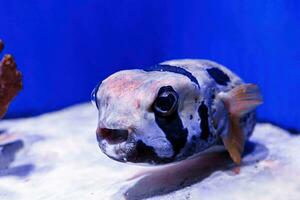 macro photography underwater pufferfish gray photo