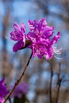 Macro of a branch of Ledum flower photo