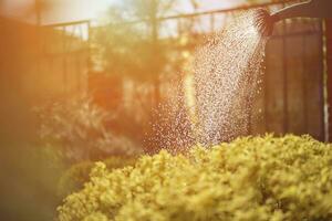 Green bush is watered from watering can in the afternoon in garden. Sunny day, blue sky and fence. Gardening care. Close up photo